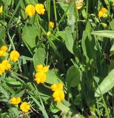 Scorpiurus muricatus