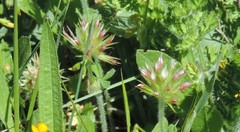 Trifolium stellatum
