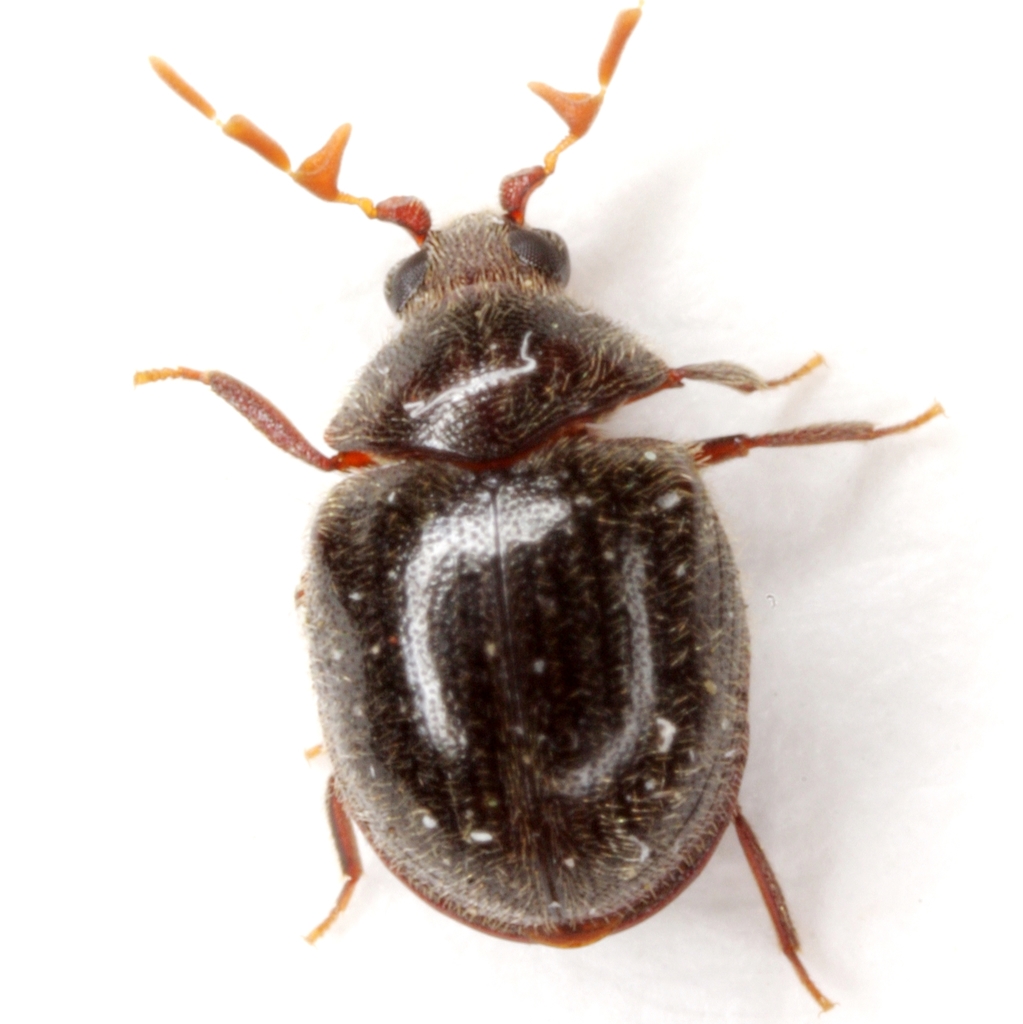 Puffball Beetles
