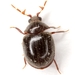 Puffball Beetles - Photo (c) Mike Quinn, Austin, TX, some rights reserved (CC BY-NC), uploaded by Mike Quinn, Austin, TX