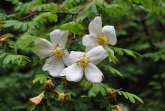 Rosa omeiensis
