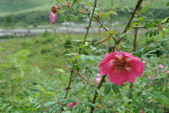 Rosa moyesii