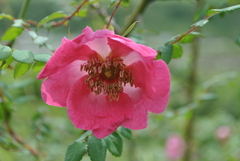 Rosa moyesii