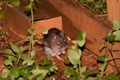 Rattus fuscipes