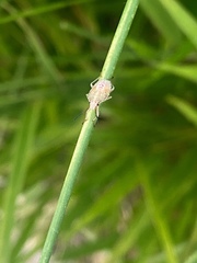 Pentatomidae