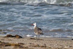 Larus heermanni