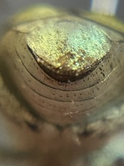 Hoplia dispar