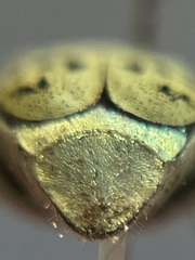 Hoplia dispar
