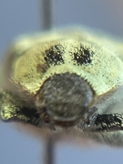 Hoplia dispar