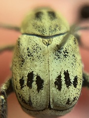 Hoplia dispar