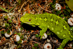 Naultinus gemmeus