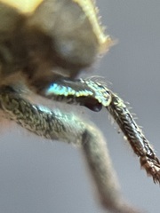 Hoplia dispar