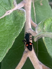 Traumatomutilla lugubrina