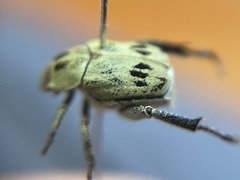 Hoplia dispar