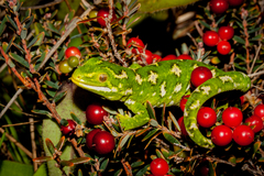 Naultinus gemmeus