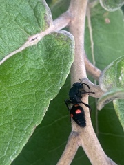 Traumatomutilla lugubrina