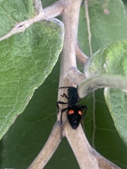 Traumatomutilla lugubrina