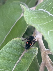 Traumatomutilla lugubrina