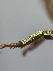 Hoplia dispar