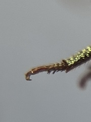Hoplia dispar