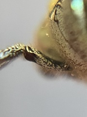 Hoplia dispar