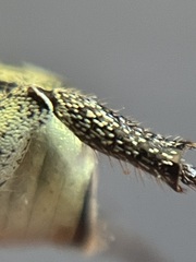 Hoplia dispar