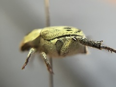 Hoplia dispar
