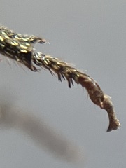 Hoplia dispar