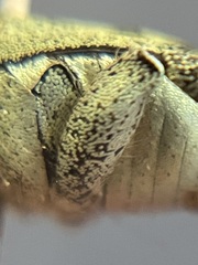 Hoplia dispar