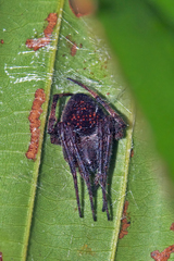 Neoscona bengalensis