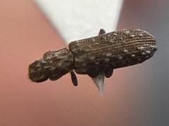 Lasconotus nucleatus