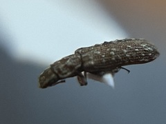 Lasconotus nucleatus