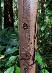 Candovia granulosa