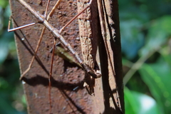 Candovia granulosa
