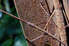 Candovia granulosa