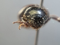 Amphicyrta chrysomelina