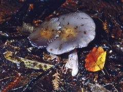 Cortinarius taylorianus