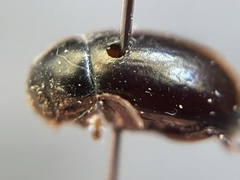 Amphicyrta chrysomelina