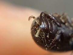 Amphicyrta chrysomelina