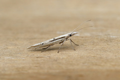 Ypsolopha mucronella