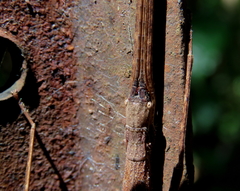 Candovia granulosa