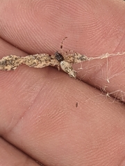 Cyclosa serena