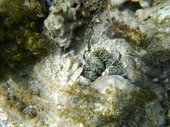 Charophyta