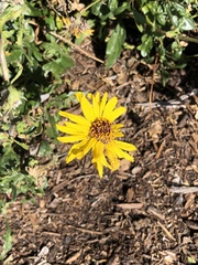 Helianthus californicus