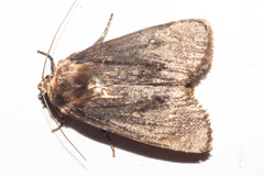 Bityla defigurata