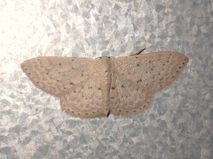 Idaea philocosma