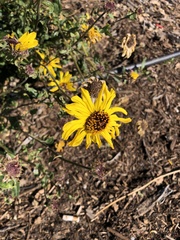 Helianthus californicus