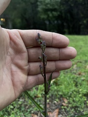 Lactuca graminifolia