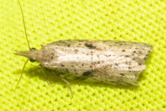 Apoctena persecta