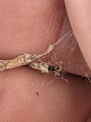 Cyclosa serena
